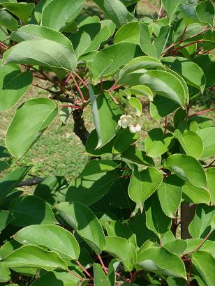 Actinidia Rufa (Siebold & Zuccarini) Planchon Ex Miquel